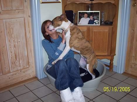 Amerikansk staffordshire terrier Bess - Okay hvis vi skal deles om min seng så skal du også have en natnys. billede 3