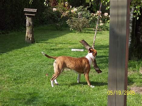 Amerikansk staffordshire terrier Bess - Leger lige med min kævle, som mor har hængt op i træet. billede 4