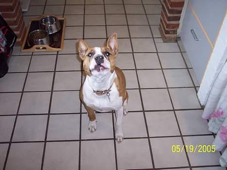 Amerikansk staffordshire terrier Bess - Jeg kan også sige som en MIS...Wouff billede 5