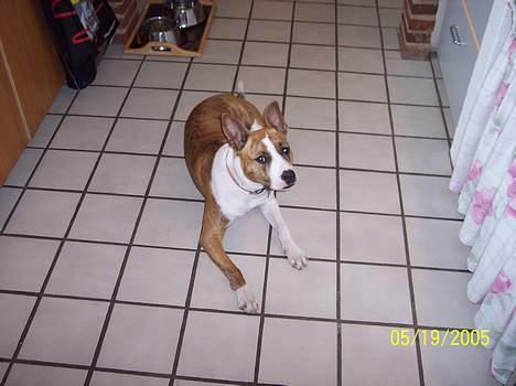 Amerikansk staffordshire terrier Bess - Nu gider jeg altså ikke mere, jeg er jo ikke fotomodel.... vel billede 6