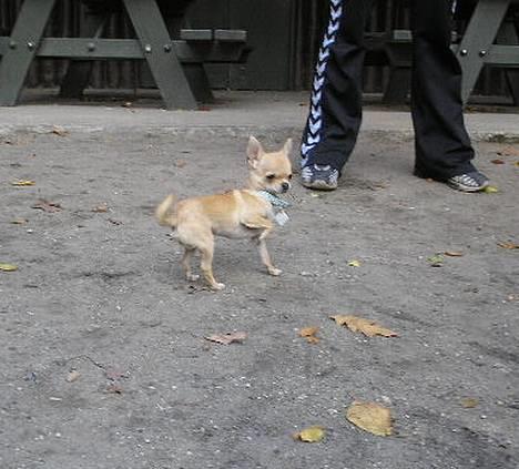 Chihuahua Umberto *4/1-05 - 7/3-06* - Står lige og kigger billede 15