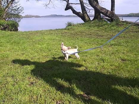 Chihuahua Umberto *4/1-05 - 7/3-06* - Er jeg ikke fin?? billede 16