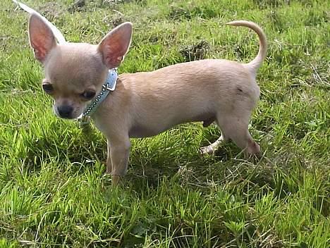 Chihuahua Umberto *4/1-05 - 7/3-06* billede 17