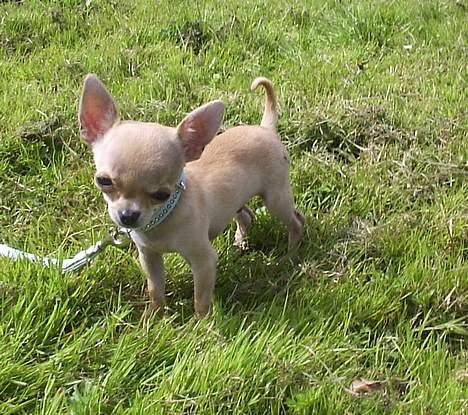 Chihuahua Umberto *4/1-05 - 7/3-06* - Skulle vist ha´ haft et par solbriller! billede 18
