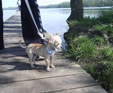 Chihuahua Umberto *4/1-05 - 7/3-06* - Nøj far, se! billede 19