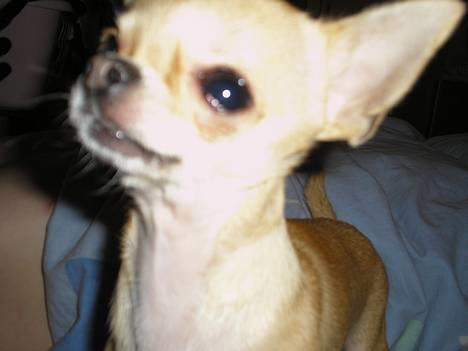Chihuahua Umberto *4/1-05 - 7/3-06* - Gi´ mig så den mus! billede 20