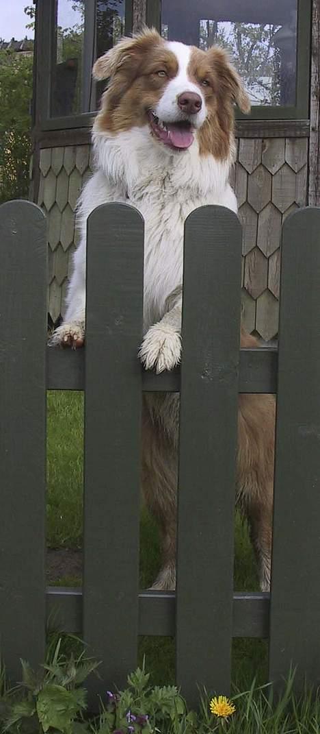 Australian shepherd Dreamcatchers' Spiced Rum - Elvis - Er jeg ikke bare dejlig? billede 1