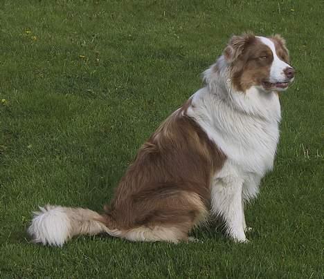 Australian shepherd Dreamcatchers' Spiced Rum - Elvis - Min dejlige aussie Elvis, som for en gangs skyld sidder helt stille...... billede 2