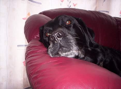 Labrador retriever Jensen - sterner face !! billede 6