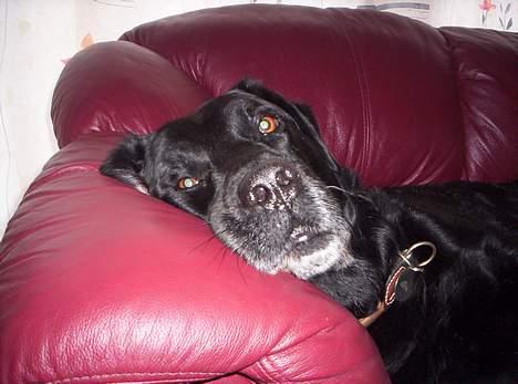 Labrador retriever Jensen - stener face !! :) Han er sq sød :) billede 7