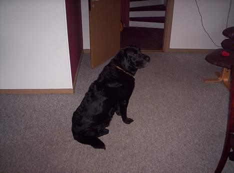 Labrador retriever Jensen billede 8