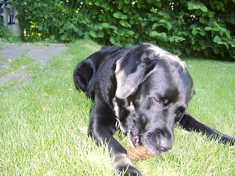 Labrador retriever Jensen billede 9