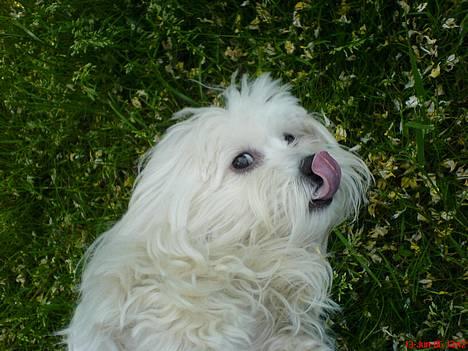 Coton de tulear *~Tut~* billede 1