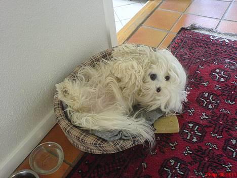 Coton de tulear *~Tut~* billede 2