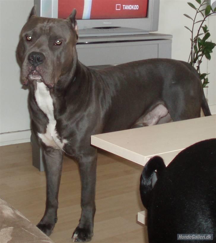 Amerikansk staffordshire terrier Bonzo *Himmelhund, den smukkeste af alle* billede 6