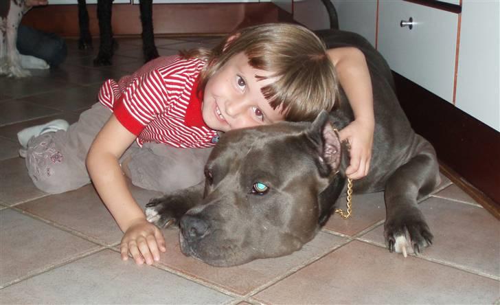 Amerikansk staffordshire terrier Bonzo *Himmelhund, den smukkeste af alle* - Bonzo sammen med min lille kusine billede 7