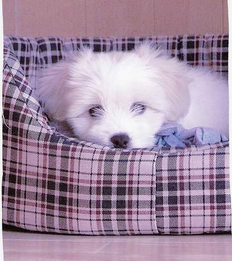 Coton de tulear *~Tut~* billede 3