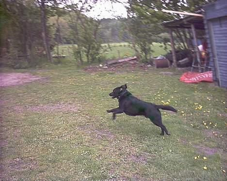 Labrador retriever Buddy - Hopla, mindsandten om jeg ikke snart letter? billede 11