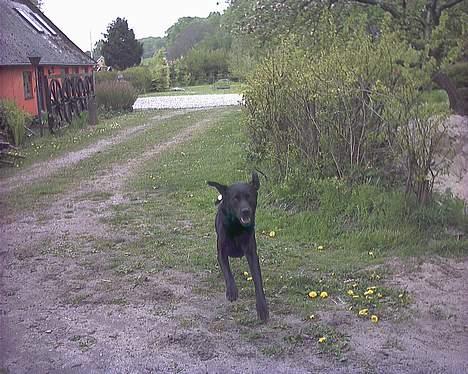 Labrador retriever Buddy - Helte hunden!!! billede 12