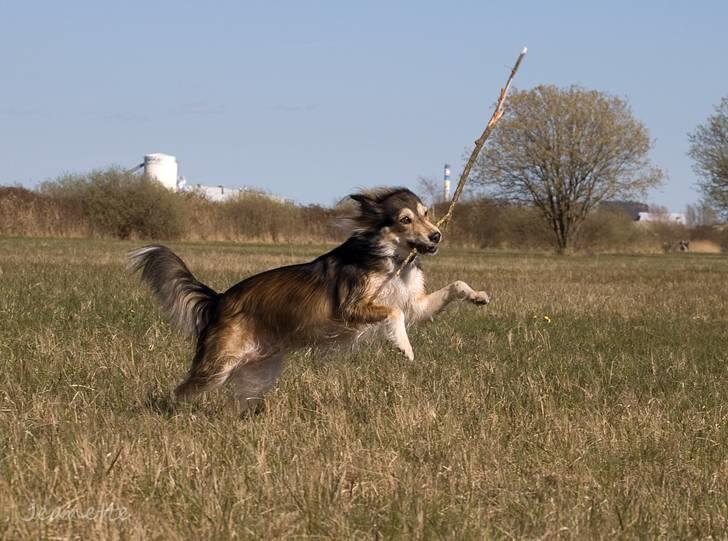 Blanding af racer La`Fontaine`s Miss Fluffy - Frøken Fluff april 09 taget af Jeanette. billede 12