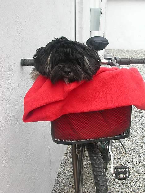 Lhasa apso Arthur - Arthur med i cykelkurven :-) billede 11