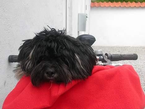Lhasa apso Arthur billede 12