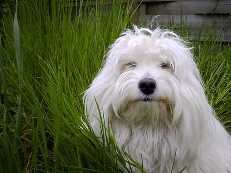 Coton de tulear *~Tut~* billede 4