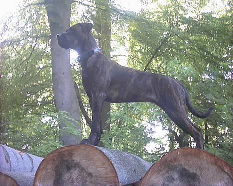 Amerikansk staffordshire terrier Jackie Brown R.I.P - 9 Måneder gammel nu.... billede 4