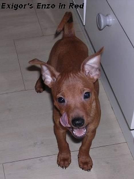 Dvaergpinscher Exigor's Enzo in Red billede 11