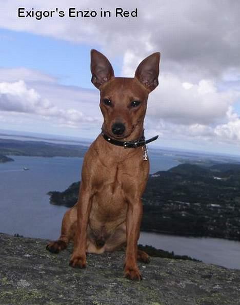 Dvaergpinscher Exigor's Enzo in Red billede 12