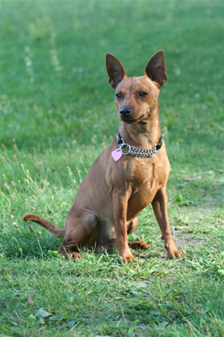 Dvaergpinscher Exigor's Enzo in Red billede 13
