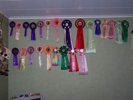 Dvaergpinscher Exigor's Enzo in Red - Han har måånga fler nu =) billede 14