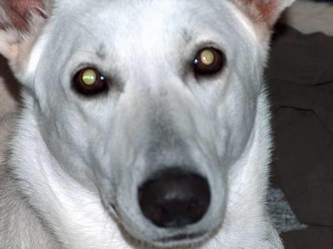 Hvid Schweizisk Hyrdehund paw billede 1