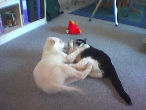 Hvid Schweizisk Hyrdehund paw - nu skal jeg giv dig din dumme kat billede 2