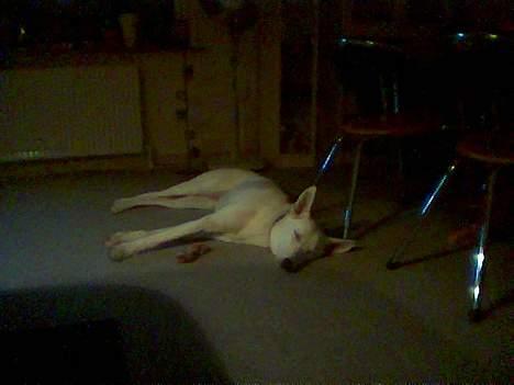 Hvid Schweizisk Hyrdehund paw - sådan ser jeg ud efter en langt gå tur billede 3