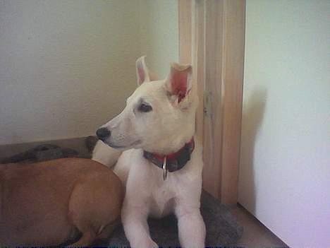 Hvid Schweizisk Hyrdehund paw billede 4