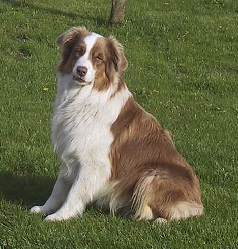 Australian shepherd Dreamcatchers' Spiced Rum - Elvis billede 3