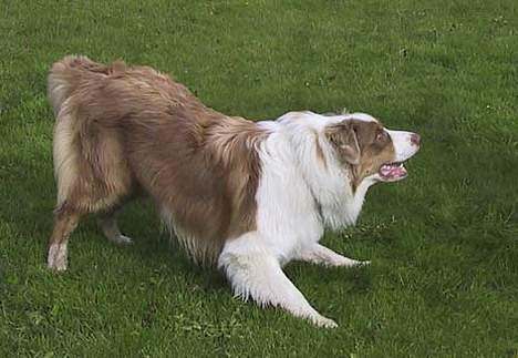 Australian shepherd Dreamcatchers' Spiced Rum - Elvis billede 4