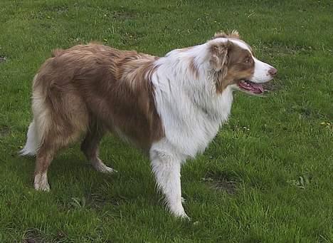 Australian shepherd Dreamcatchers' Spiced Rum - Elvis billede 5