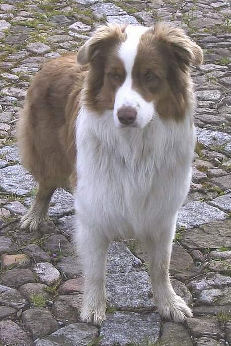 Australian shepherd Dreamcatchers' Spiced Rum - Elvis billede 6