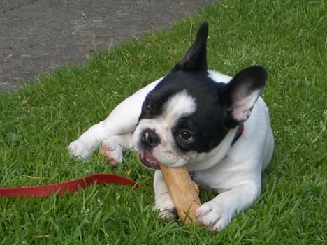 Fransk bulldog Frigg - *gnaske - gnaske* billede 1