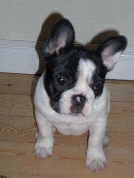 Fransk bulldog Frigg - Lidt træt er man vel altid!? billede 2