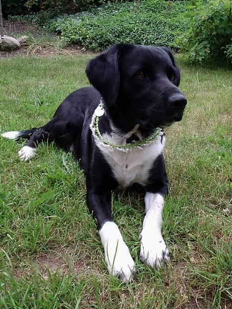 Blanding af racer Simba  <3 - sommer 2006. jeg havde lavet en fin blomsterkrans til ham. billede 1
