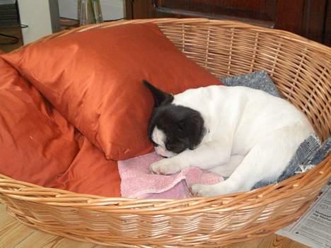 Fransk bulldog Frigg - ZZZzzzzzzZZz billede 3