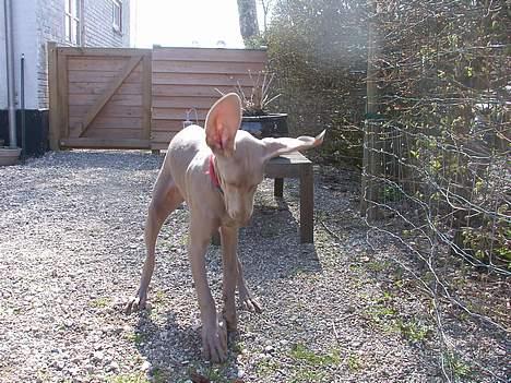 Weimaraner Hot Shoot's Eleu "Himmelhund" - Eleu er ved at banke en mukkert, hun er gal over, at hun ikke kan løfte den. billede 14