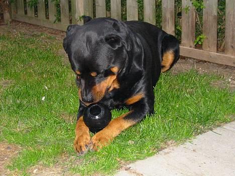 Rottweiler TYSON - Tyson leger med King kong billede 1