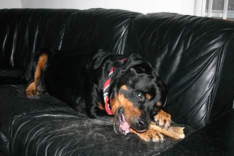 Rottweiler TYSON - Opdaget med mit ben i sofaen, ups billede 2