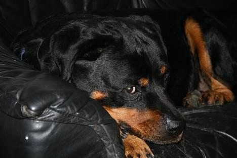 Rottweiler TYSON - Hyggestund i sofaen billede 4