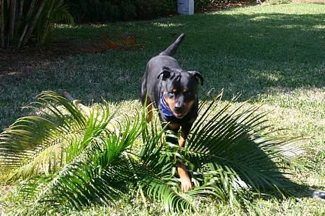 Rottweiler TYSON - Se lige jeg har nedlagt en palme i Florida billede 7