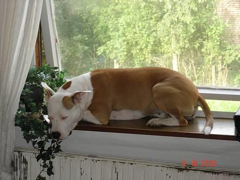 Amerikansk staffordshire terrier NA Eris Angel *Solgt* - Mit ynglings sted... Ej man ligger bare godt her... billede 18
